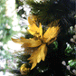 The Bursting Bloom