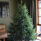 The Traditional Delaware Pine